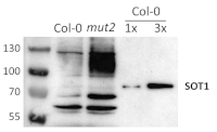 PPR | Pentatricopeptide repeat-containing protein (chloroplastic) (SOT1) in the group Antibodies Plant/Algal / DNA/RNA/Cell Cycle / Transcription regulation at Agrisera AB (Antibodies for research) (AS15 3102)
